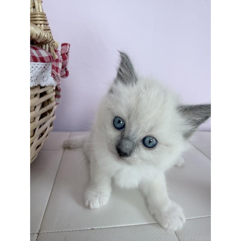 販売中の千葉県のラグドール-138631の6枚目