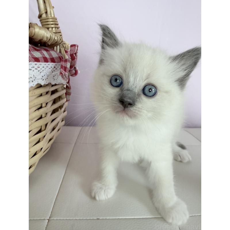 販売中の千葉県のラグドール-138631の5枚目