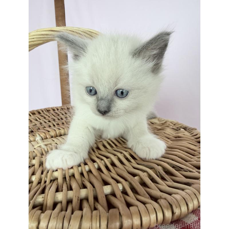 販売中の千葉県のラグドール-138631の4枚目