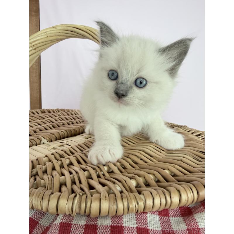 販売中の千葉県のラグドール-138631の3枚目