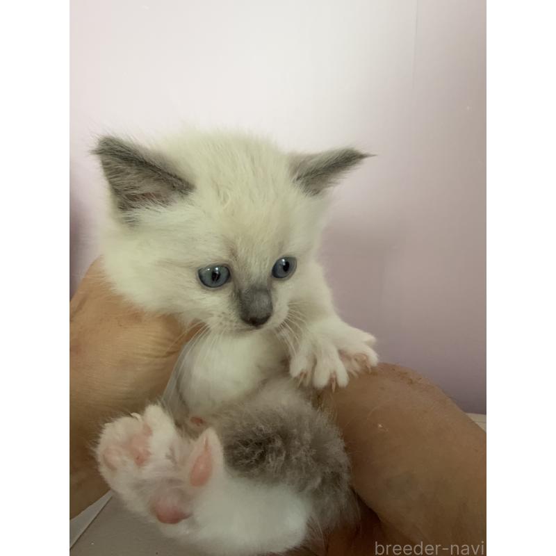 販売中の千葉県のラグドール-138631の2枚目