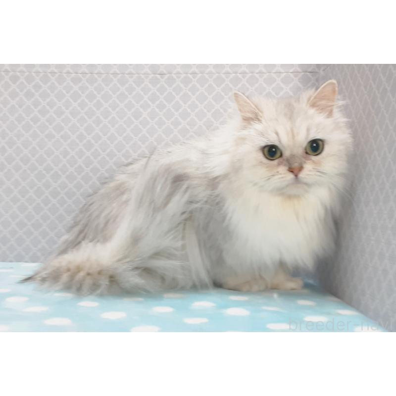 販売中の岐阜県のペルシャ(チンチラ)-138525の6枚目