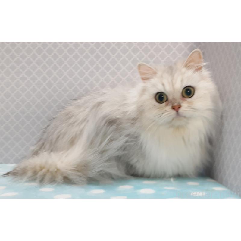 販売中の岐阜県のペルシャ(チンチラ)-138525の5枚目
