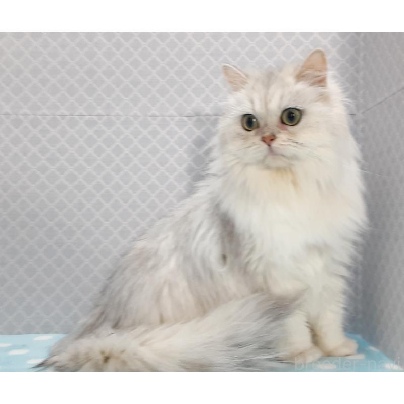 販売中の岐阜県のペルシャ(チンチラ)-138525の3枚目