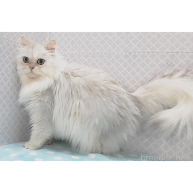 販売中の岐阜県のペルシャ(チンチラ)-138525の2枚目