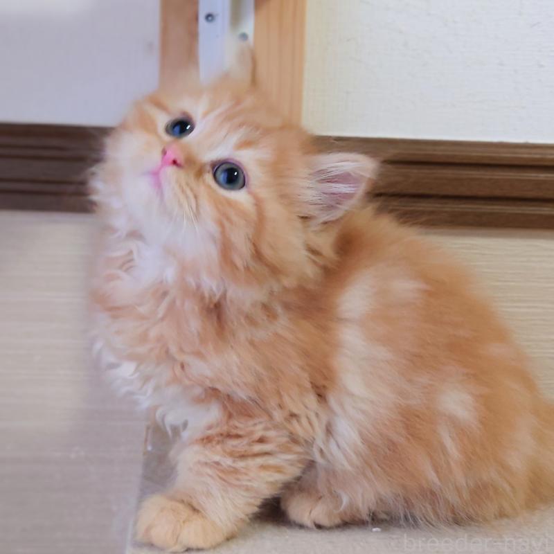 販売中の埼玉県のミヌエット-136382