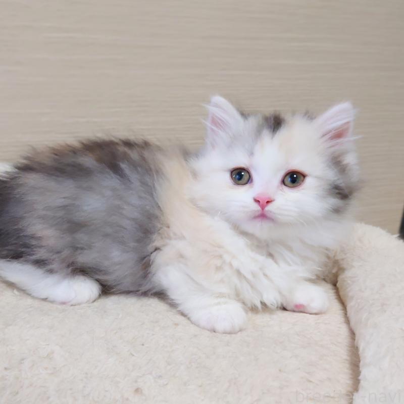 販売中の埼玉県のミヌエット(短足)-136379