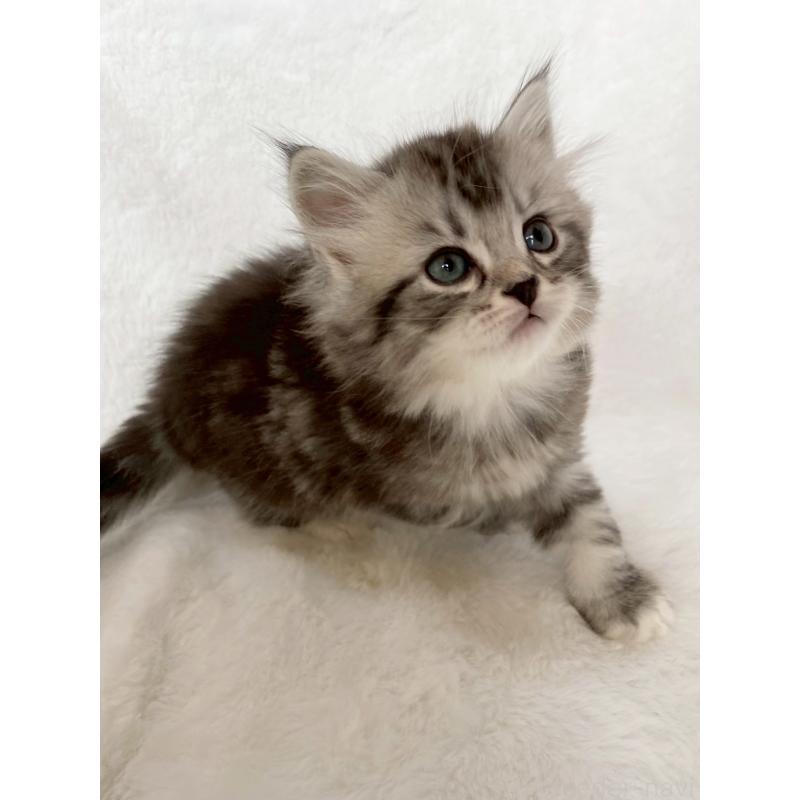 販売中の滋賀県のサイベリアン-138526の8枚目