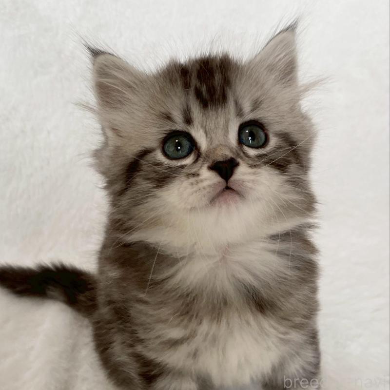 販売中の滋賀県のサイベリアン-138526の7枚目