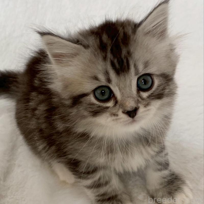 販売中の滋賀県のサイベリアン-138526の6枚目