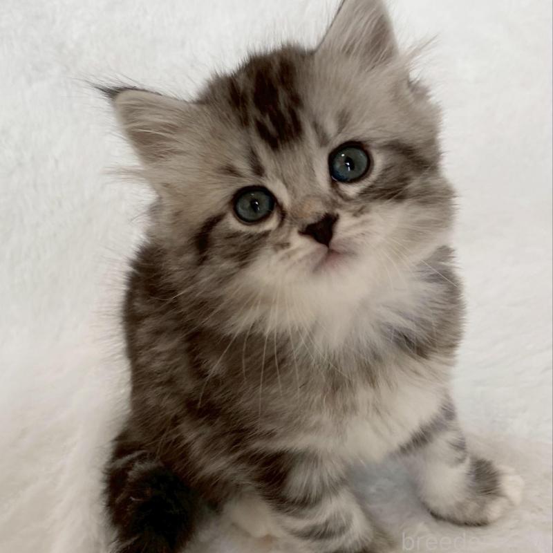 販売中の滋賀県のサイベリアン-138526の5枚目