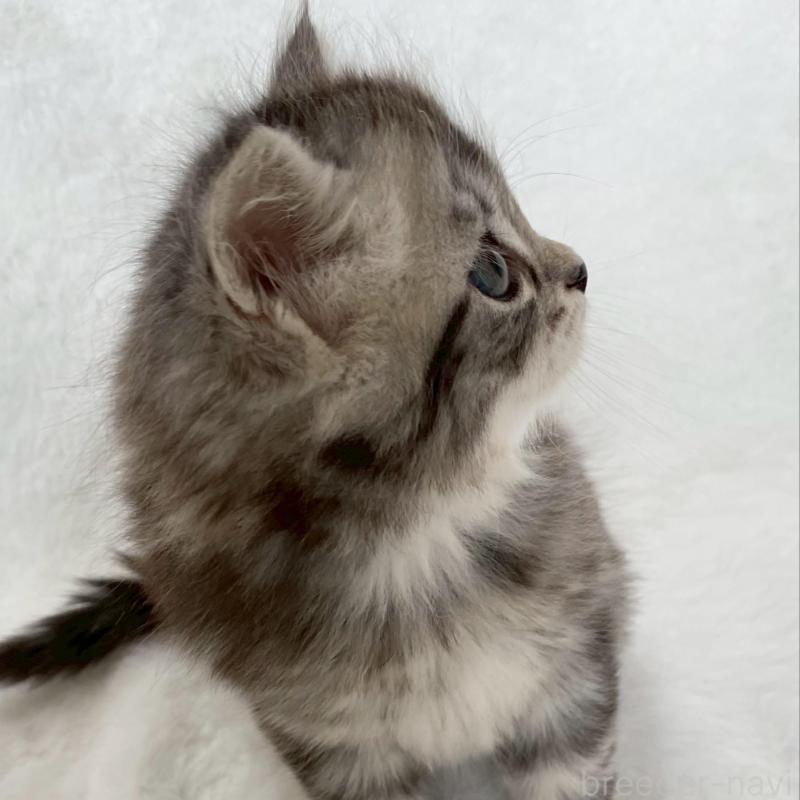 販売中の滋賀県のサイベリアン-138526の4枚目