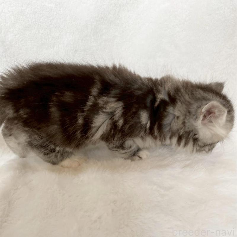 販売中の滋賀県のサイベリアン-138526の3枚目