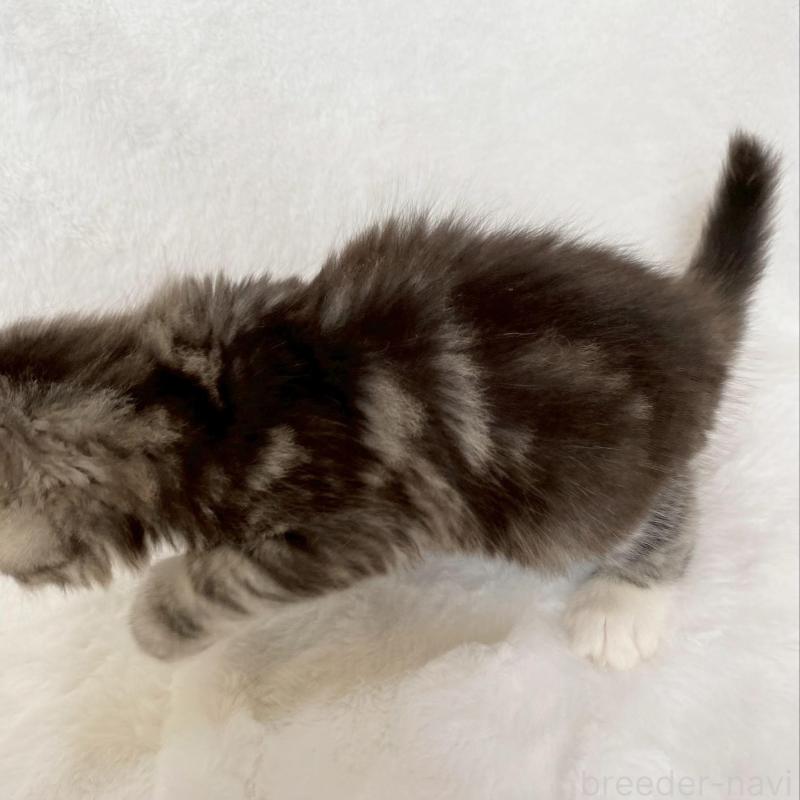 販売中の滋賀県のサイベリアン-138526の2枚目