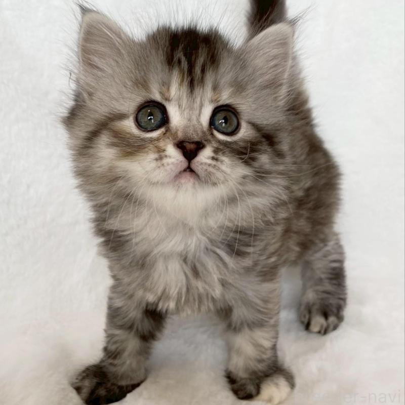 販売中の滋賀県のサイベリアン-138527の9枚目