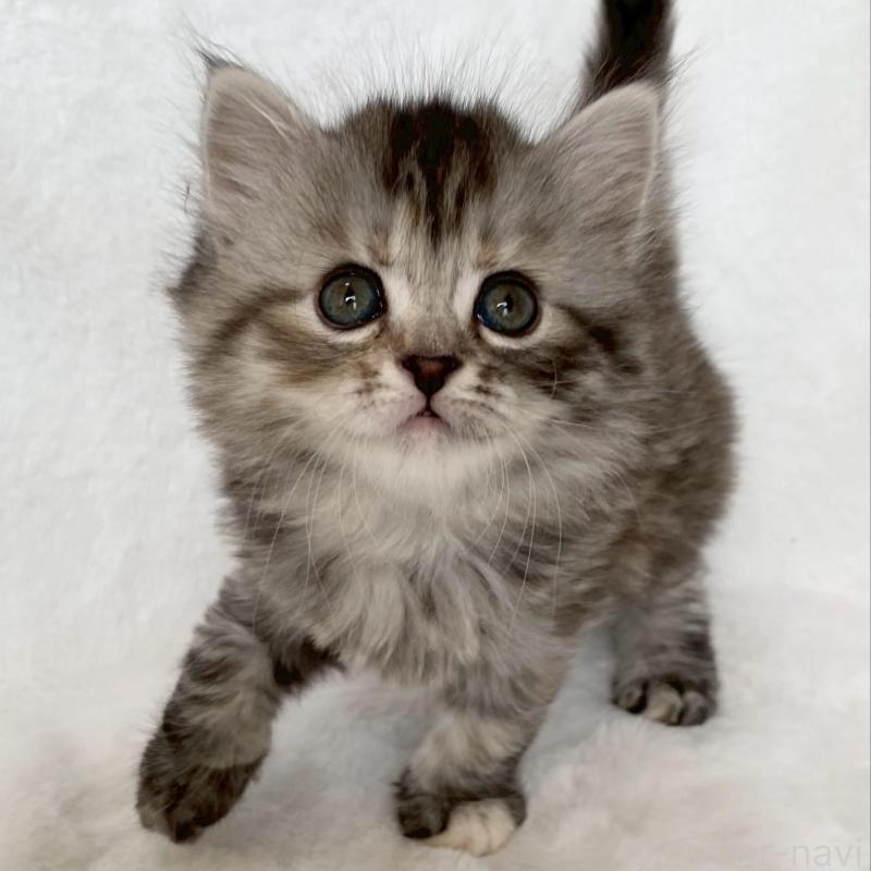 販売中の滋賀県のサイベリアン-138527の8枚目