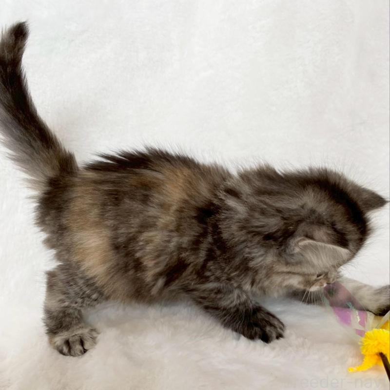 販売中の滋賀県のサイベリアン-138527の7枚目