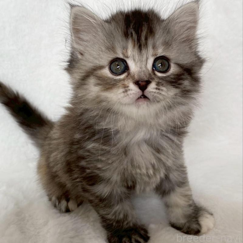 販売中の滋賀県のサイベリアン-138527の6枚目