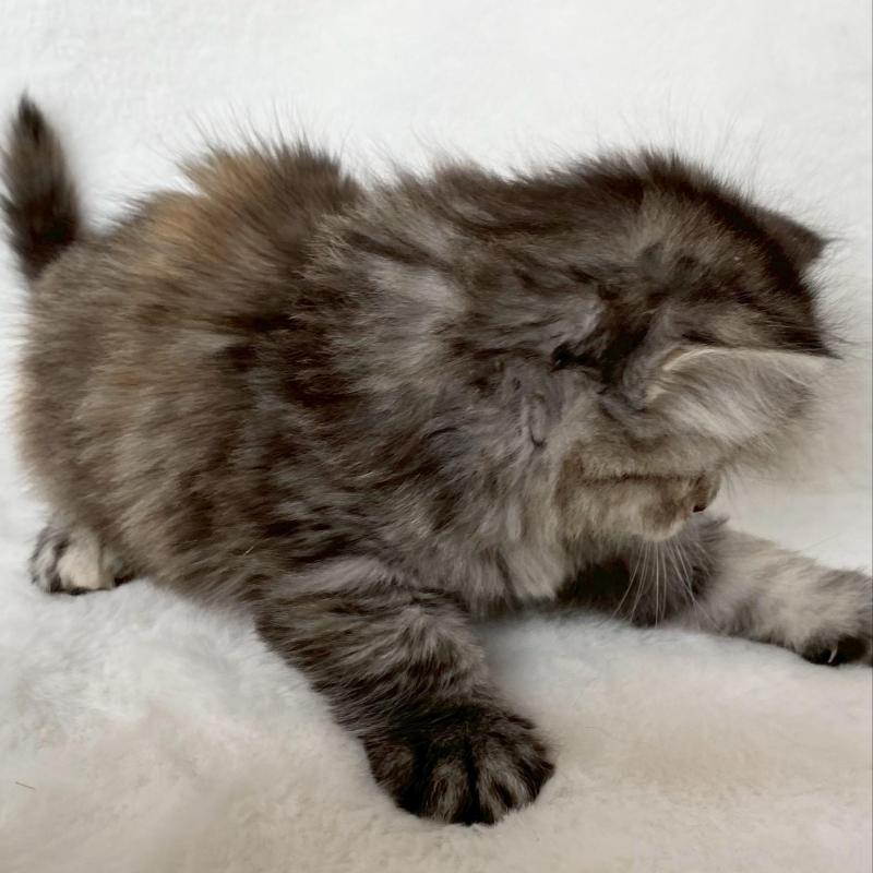 販売中の滋賀県のサイベリアン-138527の4枚目