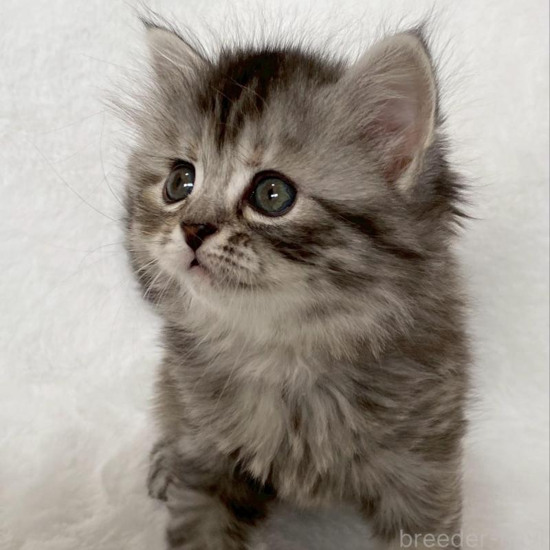 販売中の滋賀県のサイベリアン-138527の3枚目