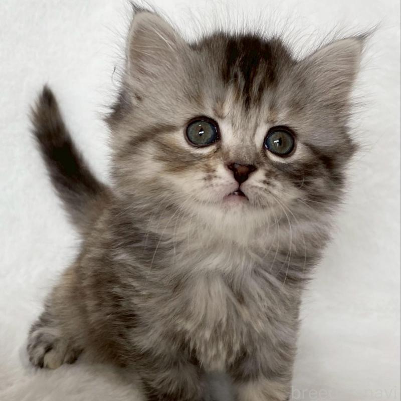 販売中の滋賀県のサイベリアン-138527の2枚目