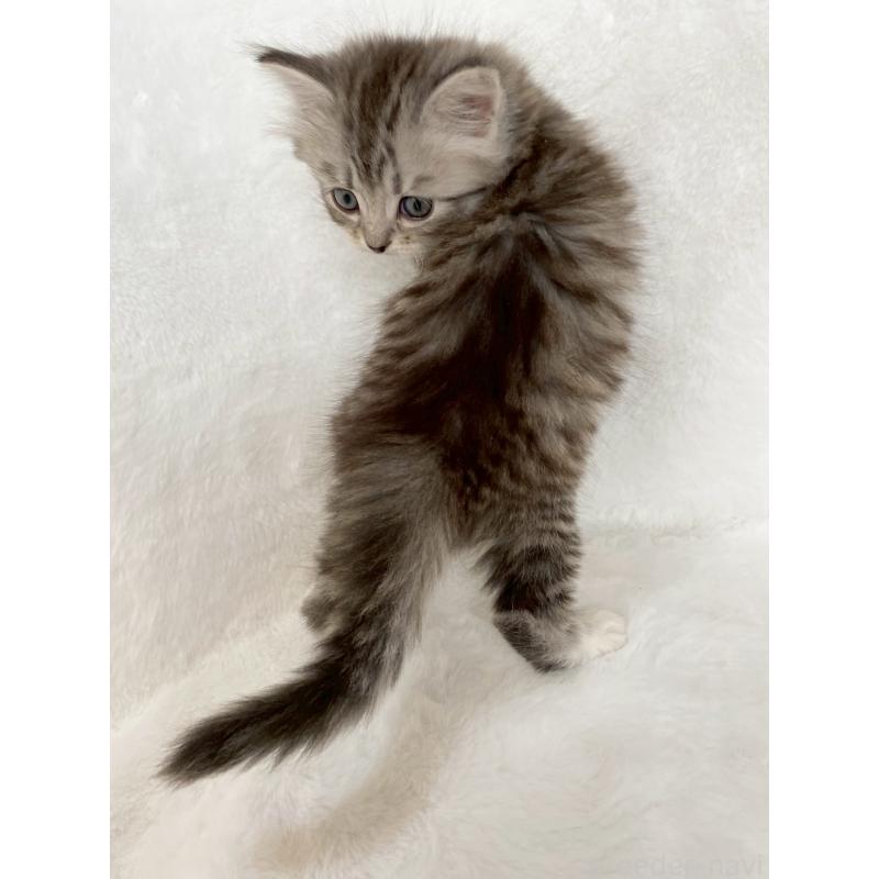 販売中の滋賀県のサイベリアン-138528の7枚目