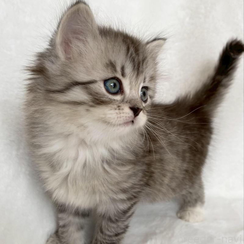 販売中の滋賀県のサイベリアン-138528の5枚目