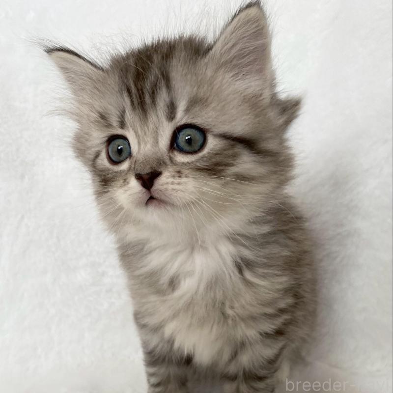 販売中の滋賀県のサイベリアン-138528の4枚目