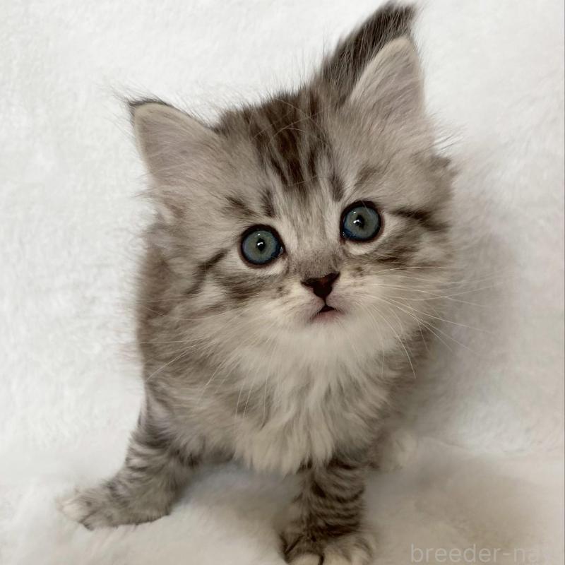 販売中の滋賀県のサイベリアン-138528の3枚目