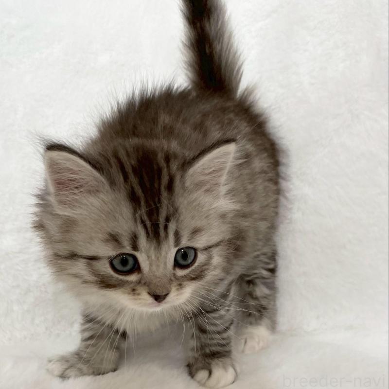 販売中の滋賀県のサイベリアン-138528の2枚目