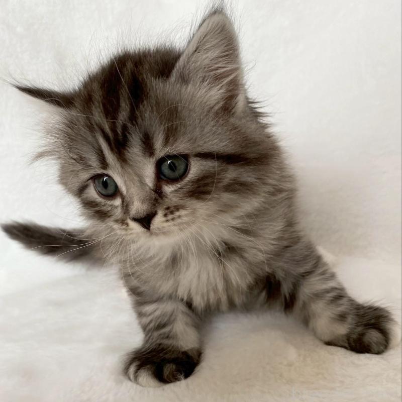 販売中の滋賀県のサイベリアン-138529の9枚目