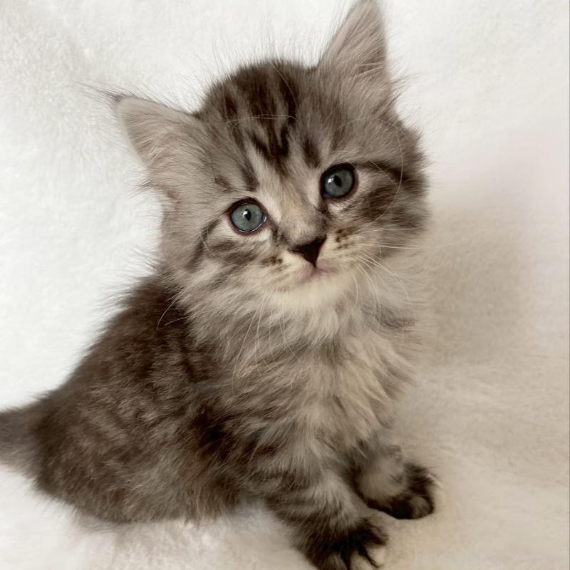 販売中の滋賀県のサイベリアン-138529の8枚目