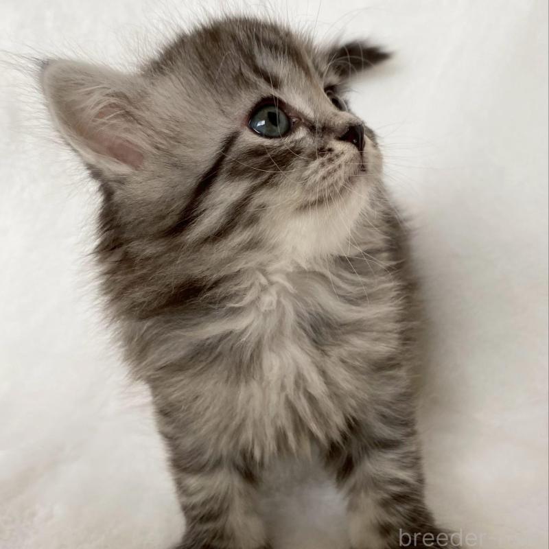 販売中の滋賀県のサイベリアン-138529の6枚目