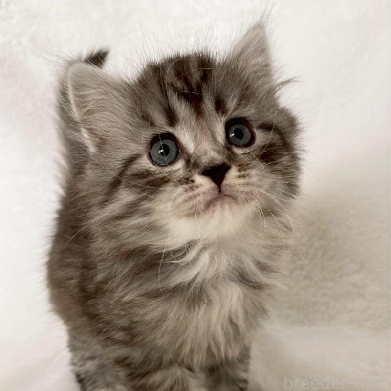 販売中の滋賀県のサイベリアン-138529