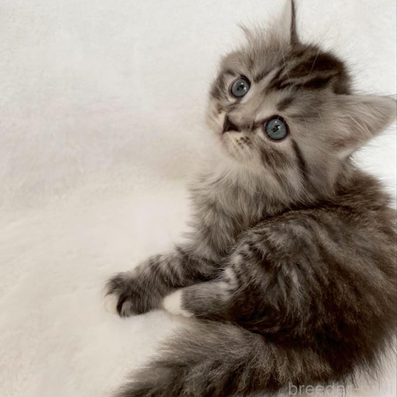 販売中の滋賀県のサイベリアン-138529の5枚目