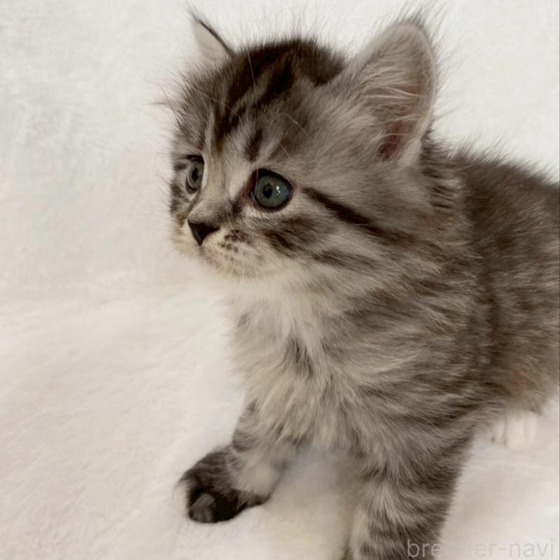 販売中の滋賀県のサイベリアン-138529の4枚目