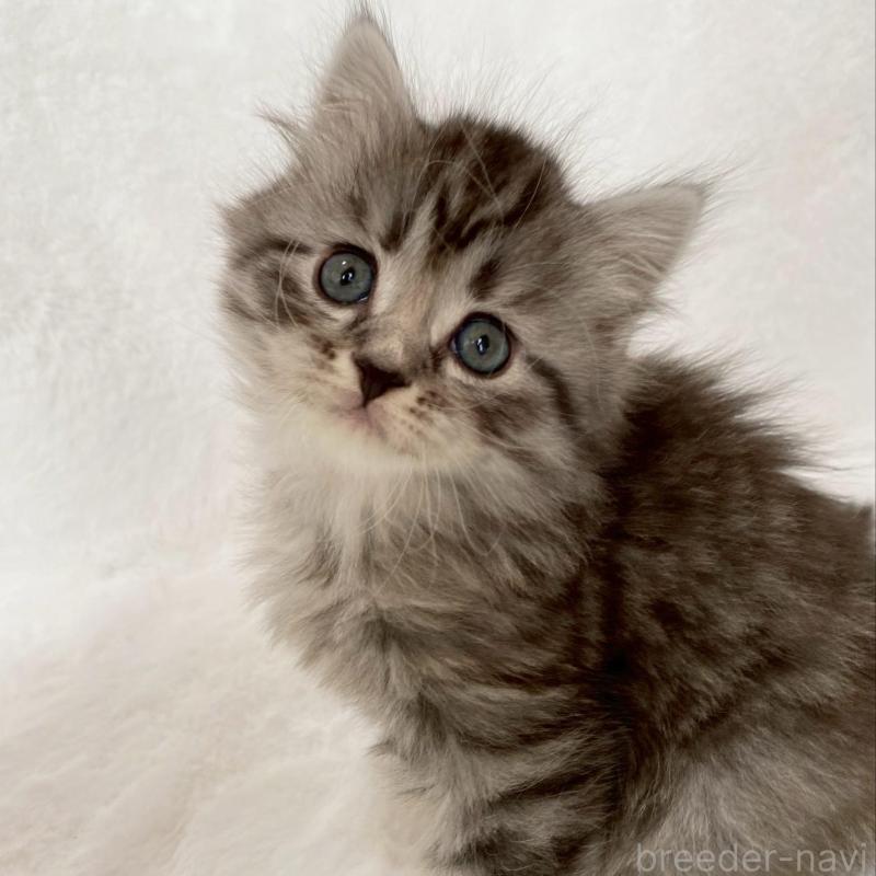 販売中の滋賀県のサイベリアン-138529の2枚目