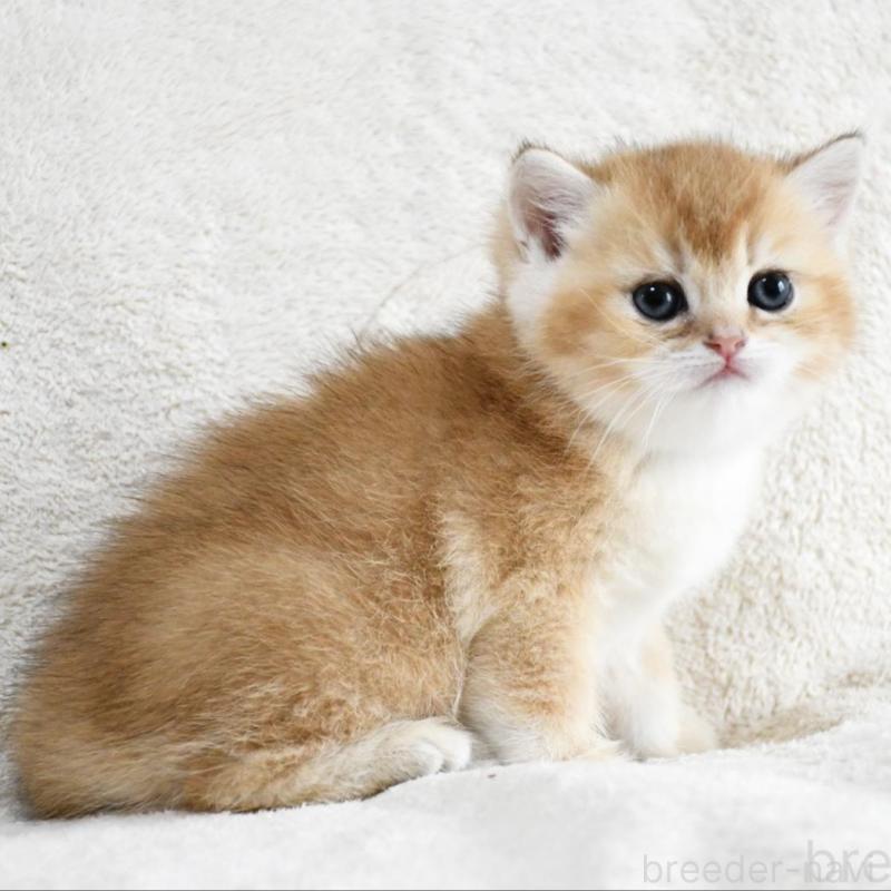 販売中の愛知県のブリティッシュショートヘア-138530の3枚目