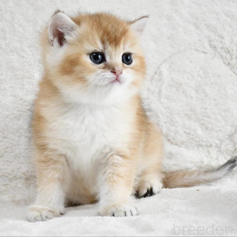 販売中の愛知県のブリティッシュショートヘア-138530の2枚目