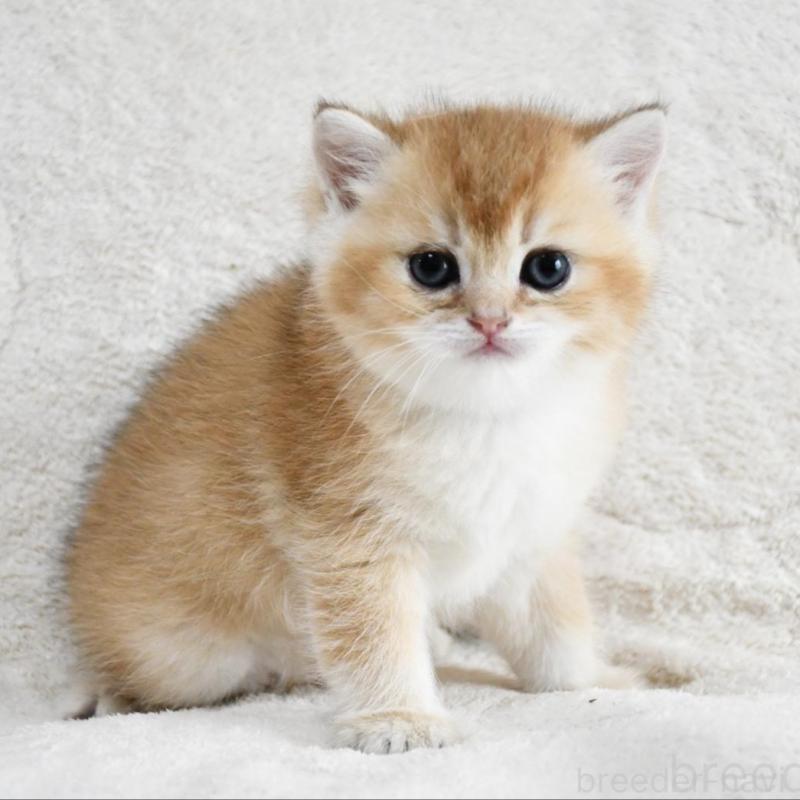 販売中の愛知県のブリティッシュショートヘア-138530の1枚目