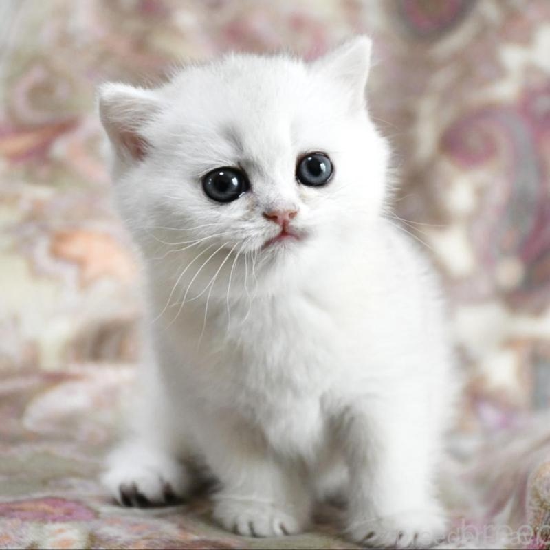 販売中の愛知県のブリティッシュショートヘア-138531