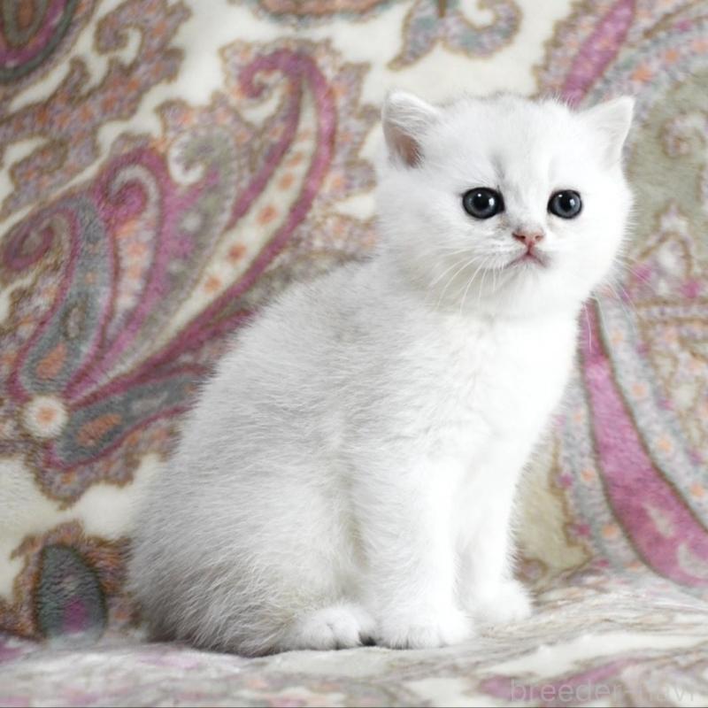 販売中の愛知県のブリティッシュショートヘア-138531の3枚目