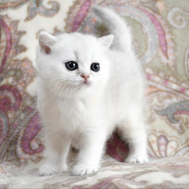 販売中の愛知県のブリティッシュショートヘア-138531の2枚目