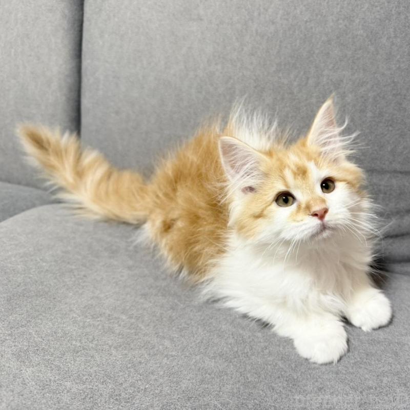 販売中の三重県のサイベリアン-138532の6枚目