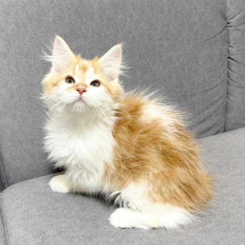 販売中の三重県のサイベリアン-138532の1枚目