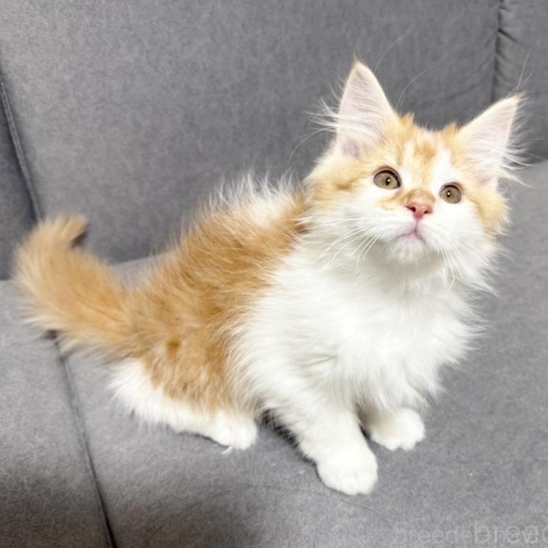 販売中の三重県のサイベリアン-138532の5枚目