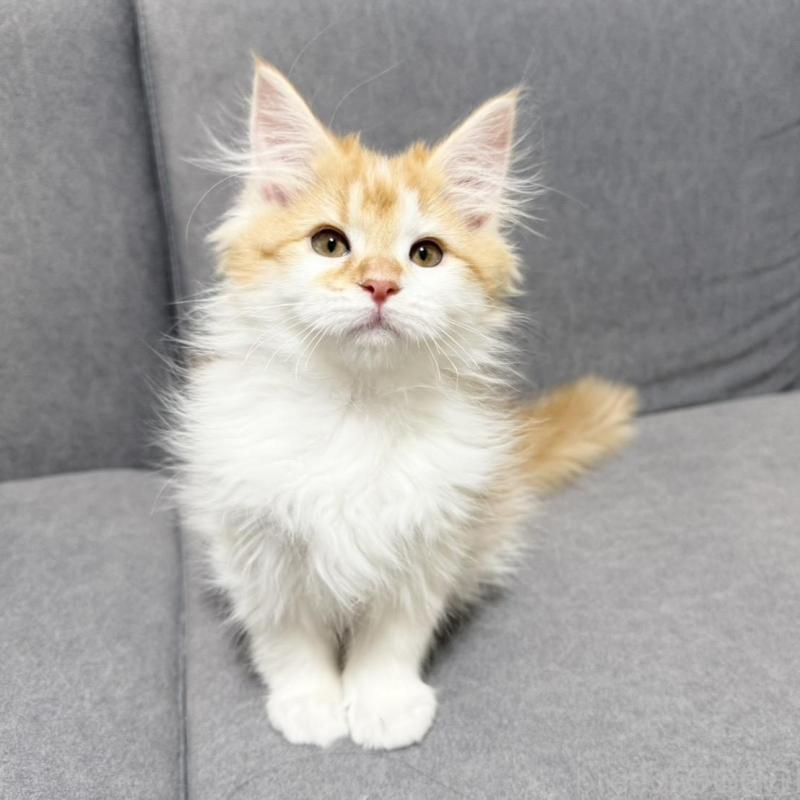 販売中の三重県のサイベリアン-138532の4枚目