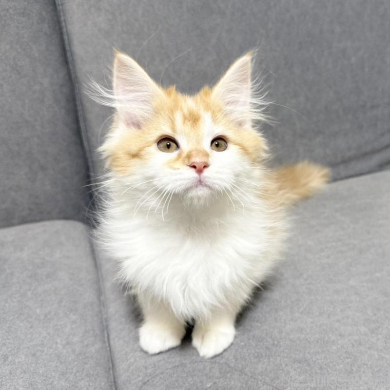 販売中の三重県のサイベリアン-138532の3枚目