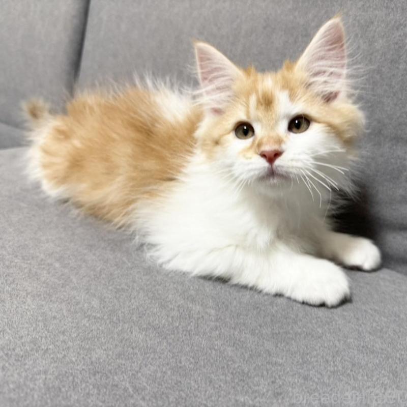 販売中の三重県のサイベリアン-138532の2枚目