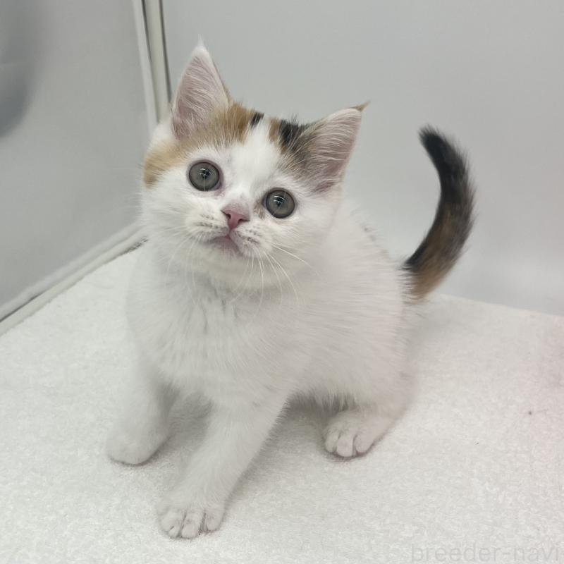 販売中の愛知県のエキゾチックショートヘア-138534